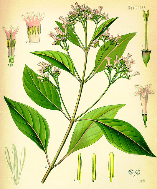 Cinchona_officinalis_(Köhler)